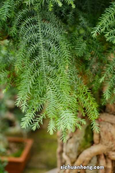 澳洲杉怎么养得肥