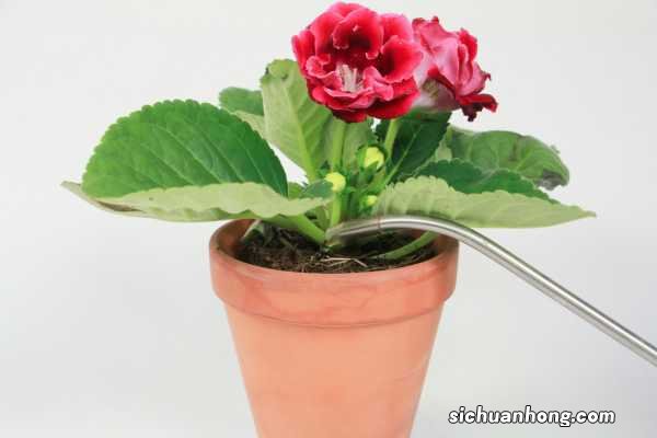 大岩桐秋天怎么养