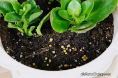 长寿花花苞枯萎怎么办