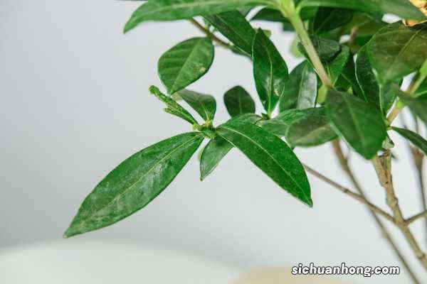 如何让栀子花枝繁叶茂