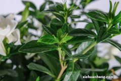 如何让栀子花枝繁叶茂