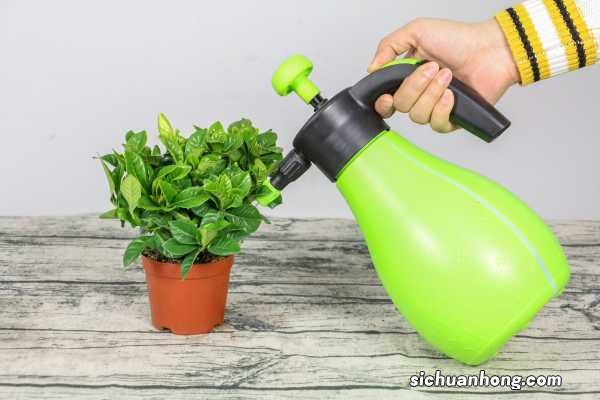 如何让栀子花生根