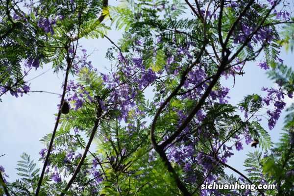 蓝花楹什么时候开花