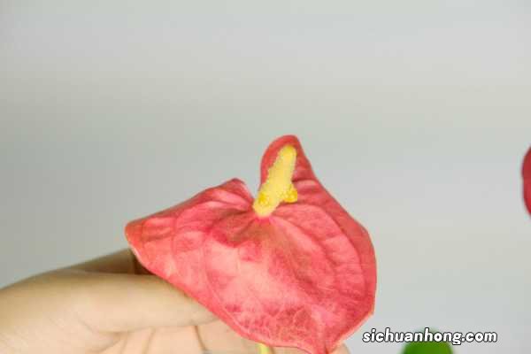 红掌花开败了怎么办