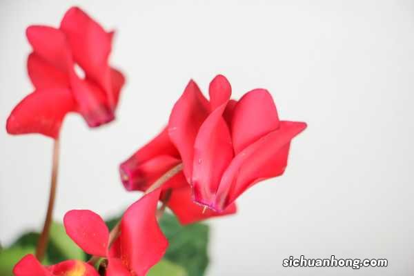 过年买盆仙客来,这样浇水,100%成活、花开不败!