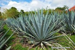 龙舌兰如何种植