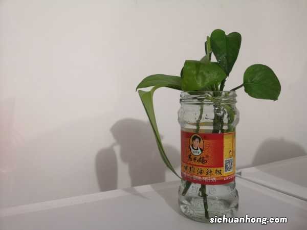 绿萝用什么肥料长得快