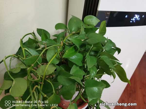 绿萝滴水怎么回事