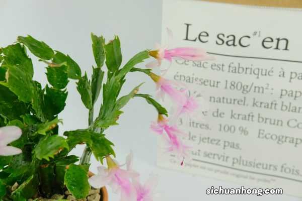 蟹爪兰秋天怎么养