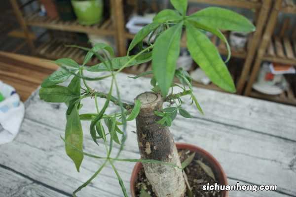 发财树怎么养才茂盛