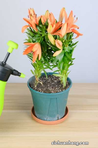 百合秋天怎么养