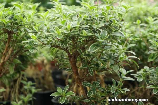 别人家的金边六月雪都美爆了，你还不会养？赶紧来取经！