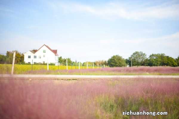 粉黛乱子草的养殖方法及注意事项