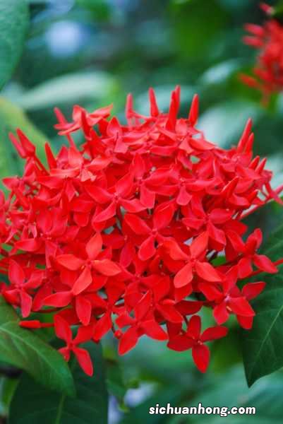 仙丹花什么时候开花