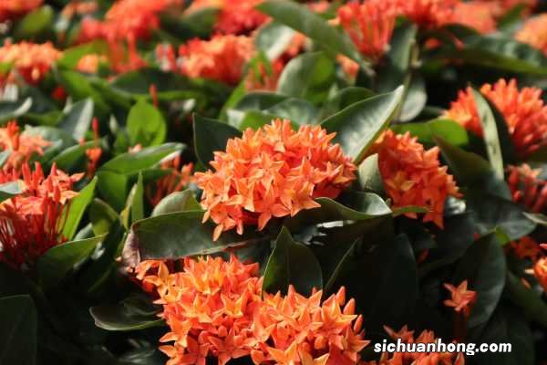 仙丹花什么时候开花