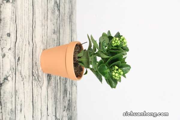 长寿花秋天怎么养