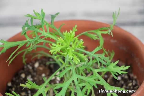 玛格丽特花什么时候开花