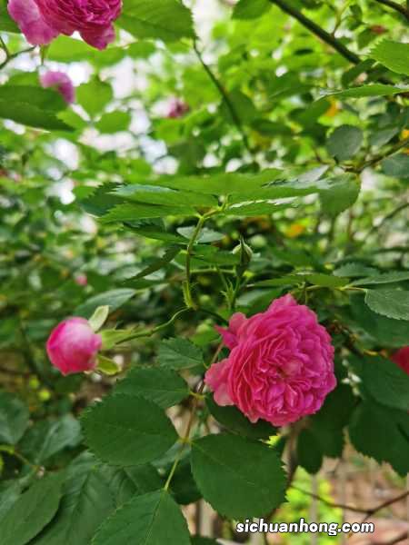 蔷薇秋天怎么养