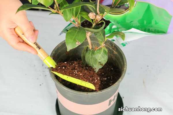 茶花秋天怎么养