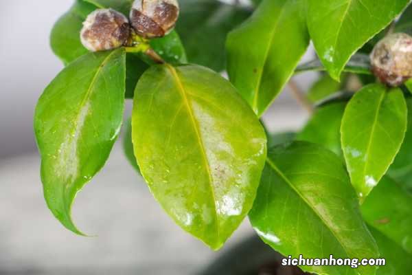 “茶花”开花之前,1把剪刀剪一剪,花开得更旺了