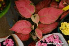 如意皇后什么时候开花