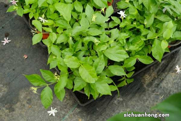 茉莉秋天怎么养