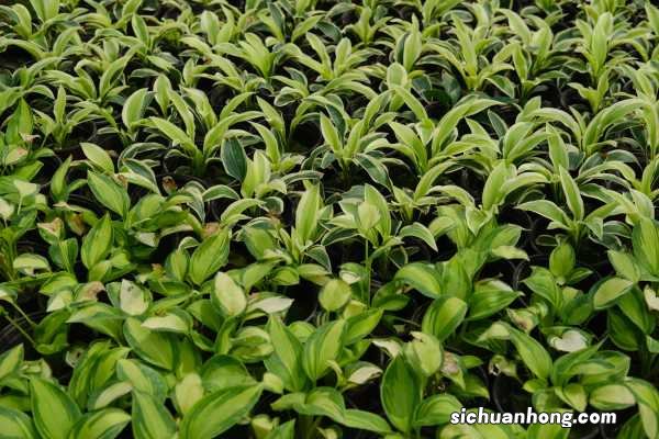 玉簪花怎么繁殖