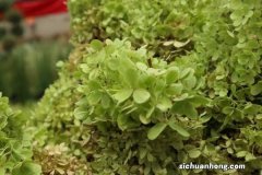 绣球花夏季怎么养