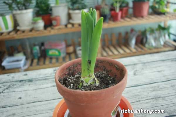 我家风信子出现“夹箭”,着急半天,原来是因为它太娇贵?