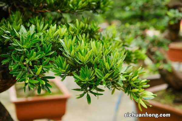 罗汉松可以用啤酒浇吗