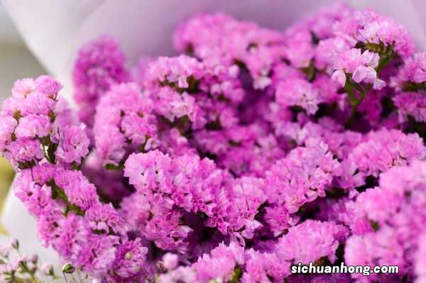 勿忘我花束怎么养