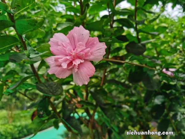 木槿花叶子蔫了能活吗