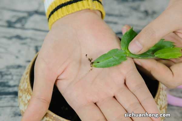 长寿蟹爪兰这么浇水，叶子胖成球，开花100朵！
