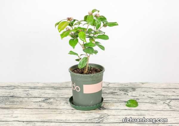 茶花有花苞后怎么养护