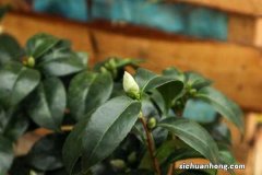 茶花花苞不开花怎么办