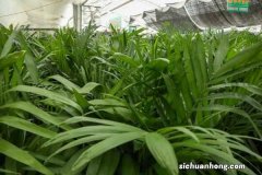 夏威夷椰子的风水作用