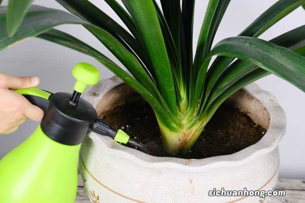 君子兰换盆不换土可以吗