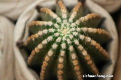 怎样养仙人球容易开花