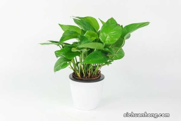 绿萝冻死了还能活吗