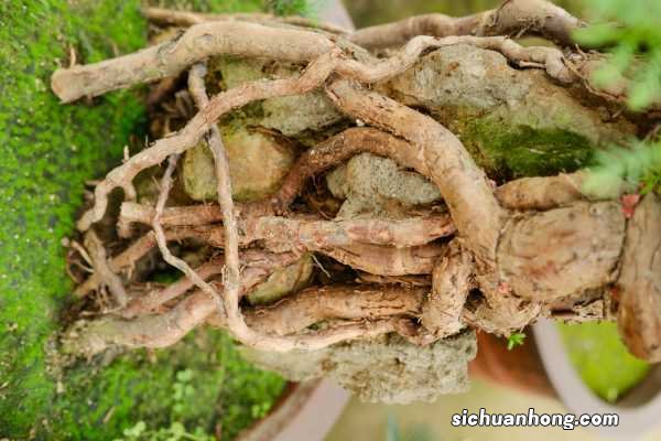 澳洲杉怎么造型