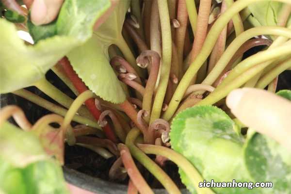 仙客来冬天能开吗