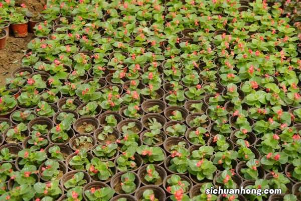 四季海棠怎么养