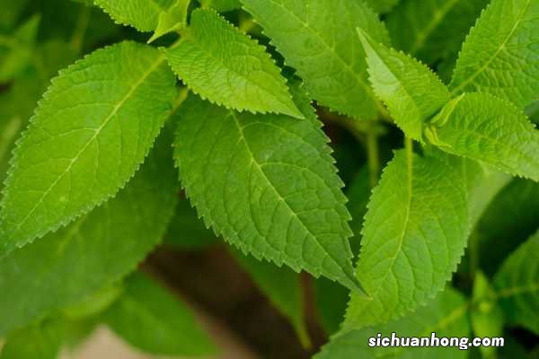 绣球花的养殖方法