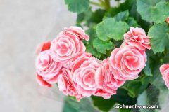 丽格海棠怎样施肥