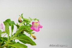 矮牵牛怎样才能爆盆