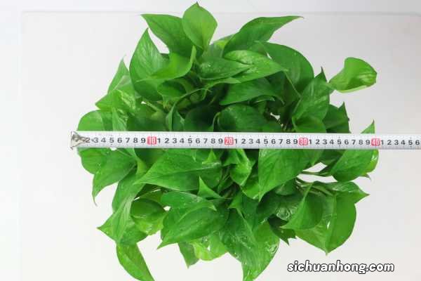 大妈养绿萝，7天一碗青菜水，3天蹿出8根枝！