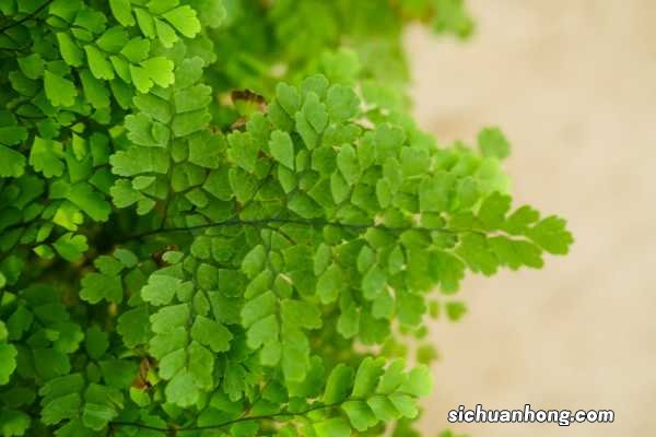 荷叶铁线蕨是什么植物