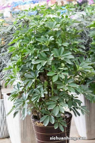 鸭掌木长多高打头好