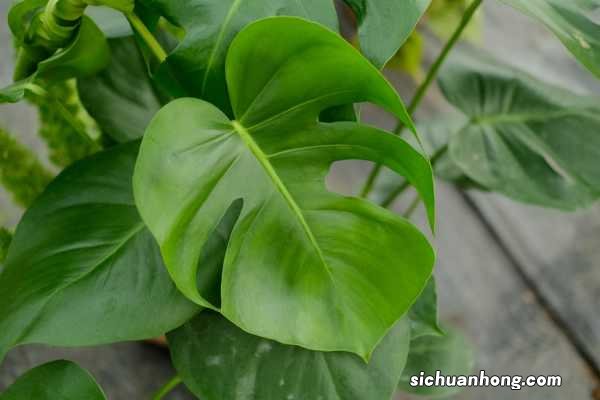 龟背竹怎么扦插