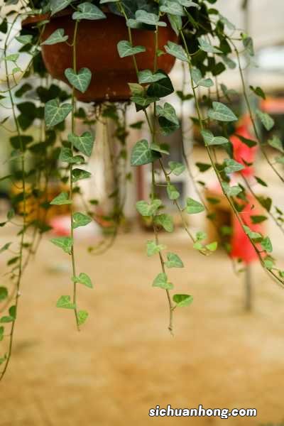 常春藤怎样修剪